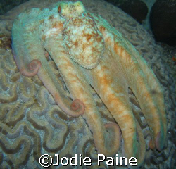 A brainy octopus.  Shot at night in front of our villa in... by Jodie Paine 